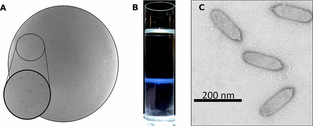 Publication Image